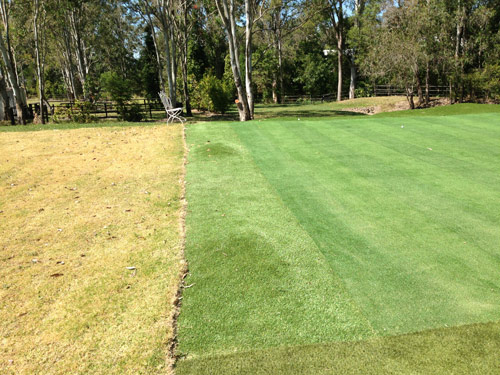 The left side of green. The fringe grass here is Australian GOLD. Note the small mound for effect
